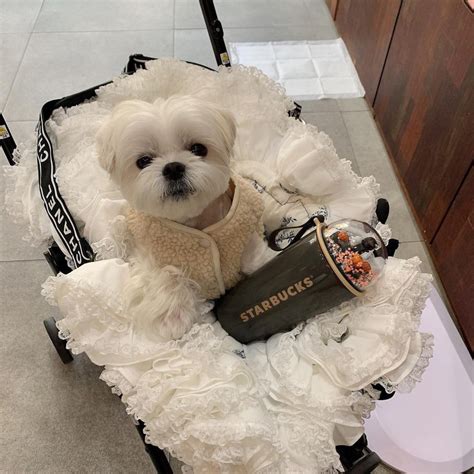 replica chanel dog carrier|Chanel dog accessories.